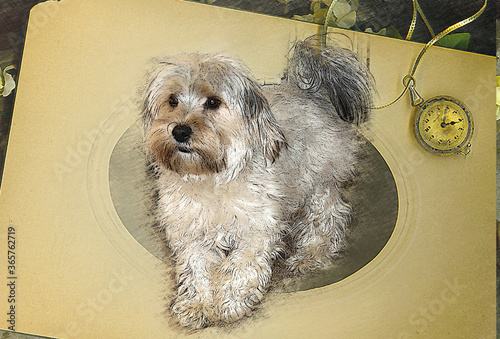 Morkie Photo and digital illustration