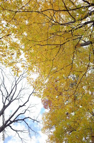 Beautiful Autumn Leaves in Japanese Garden