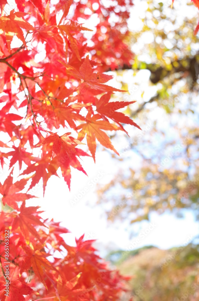 Red Autumn Leaves of Japanese Maple Tree Red Autumn Leaves of Japanese Maple Tree