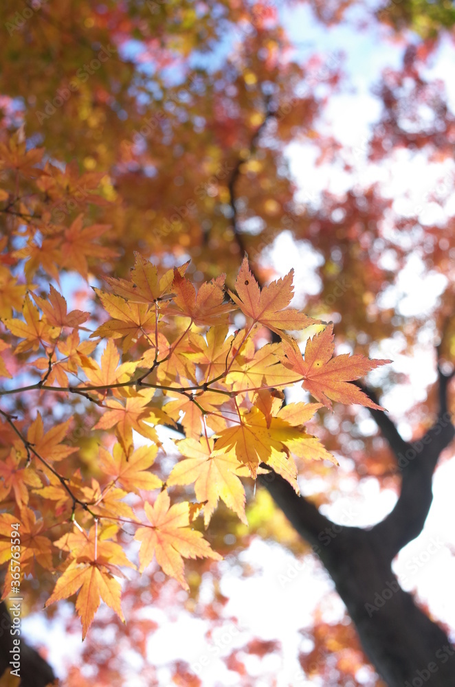 Golden Autumn Leaves of Japanese Maple Tree Golden Autumn Leaves of Japanese Maple Tree