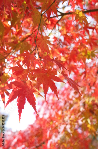 Red Autumn Leaves of Japanese Maple Tree