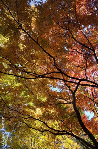 Red Autumn Leaves of Japanese Maple Tree