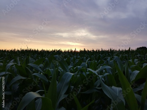 corn field at sunset