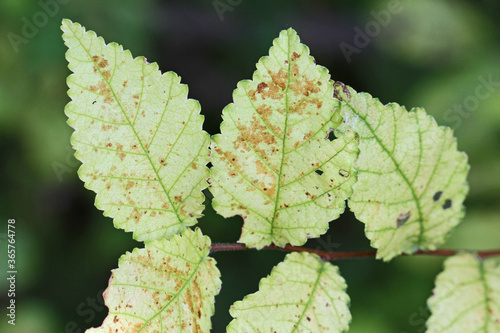 dying and diseased chloritic leaves on a dying elm tree Latin ulmus or frondibus ulmi suffering from dutch elm disease also called grafiosi del olmo in Italy