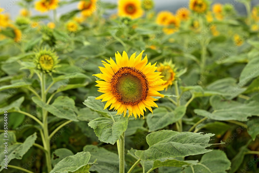 The sunflowers have become perfect for viewing The sunflowers have become perfect for viewing