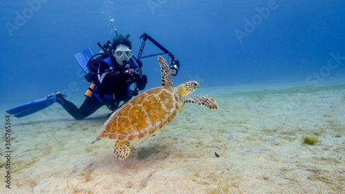 A Young Female Scuba Diver Photographs a Green Turtle at the Frederiksted Pier in St Croix in the US Virgin Islands photo