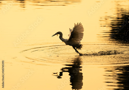 Snowy Egret Wading in shallow edge of lake looking for fish