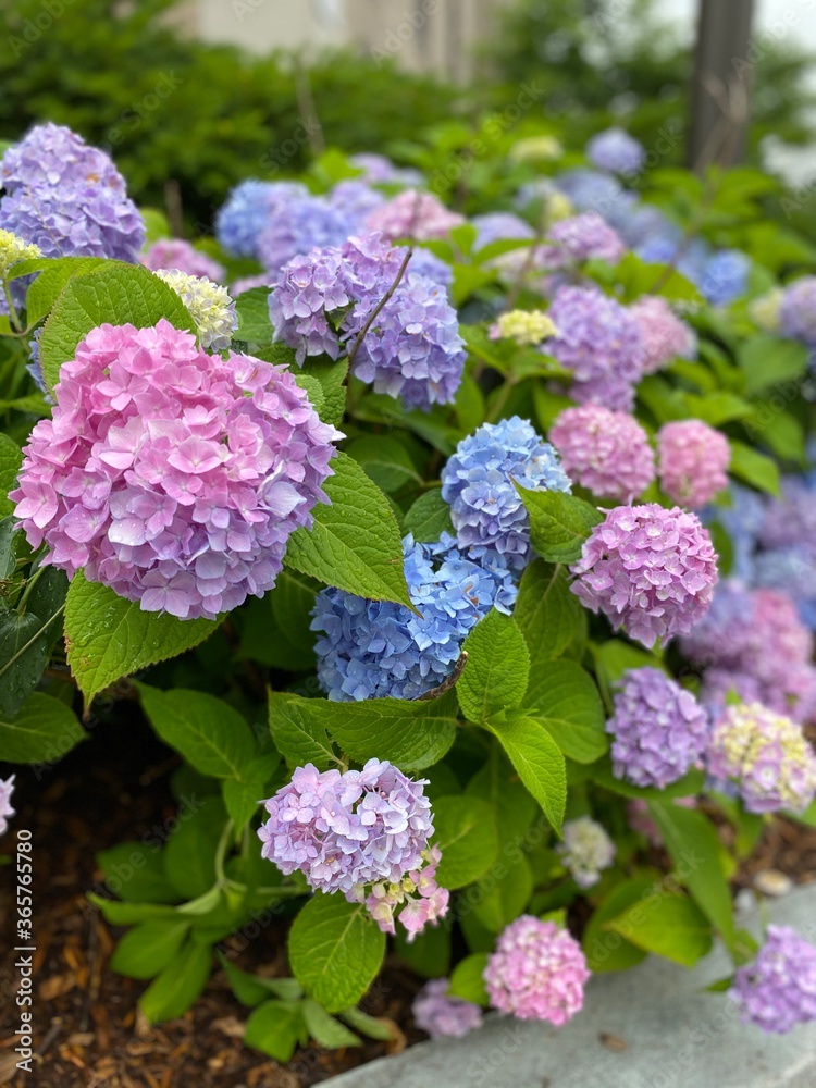 Hydrangea Hydrangea