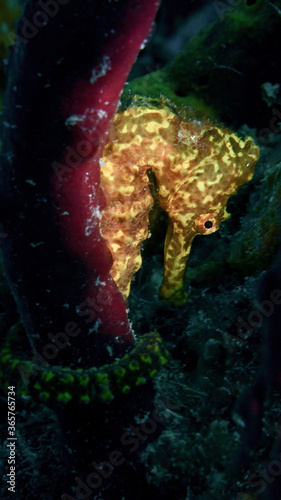 A Long-snout Seahorse at the Frederiksted Pier in St Croix of the US Virgin Islands