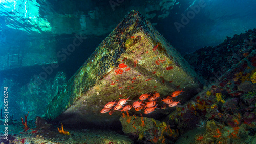 A Small School of Squirrelfish Under the Frederiksted Pier in St Croix of the US Virgin Islands photo