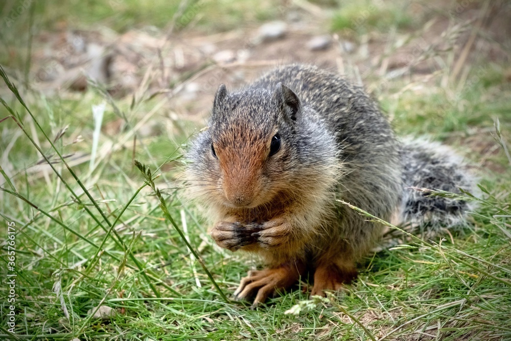 Ground Squirrel or Prairie Dog on the grass holding food and eating. British Columbia. Canada Ground Squirrel or Prairie Dog on the grass holding food and eating. British Columbia. Canada