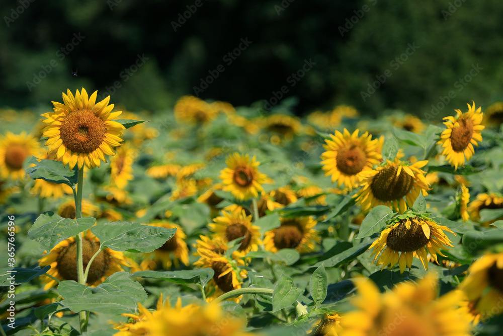 Fototapeta premium Sunflowers in a rural farm setting