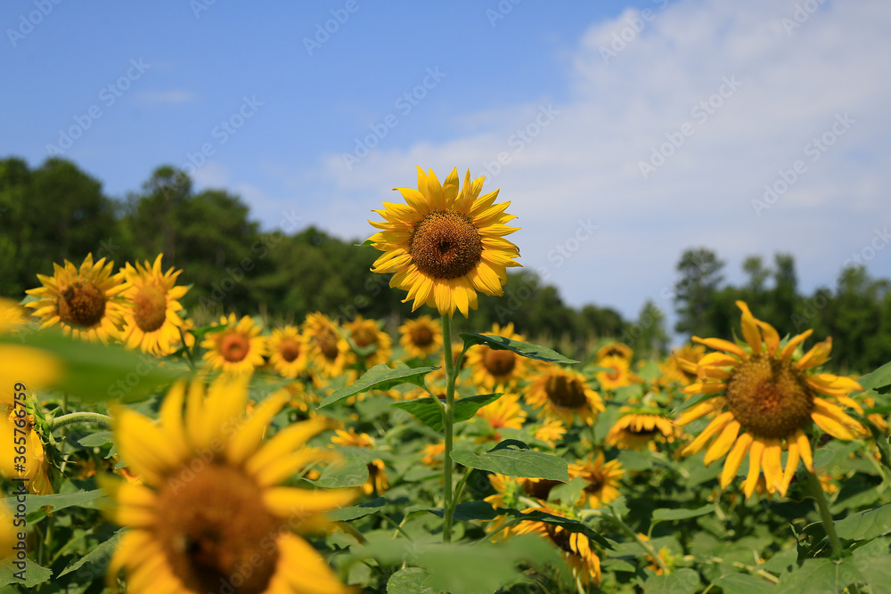 Obraz premium Sunflowers in a rural farm setting