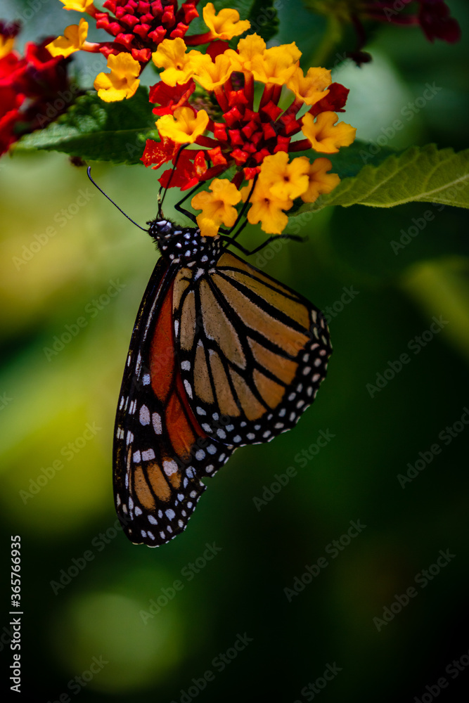 closeup butterfly on small flowers closeup butterfly on small flowers