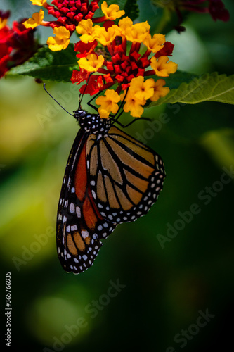 closeup butterfly on small flowers © Jasongeorge