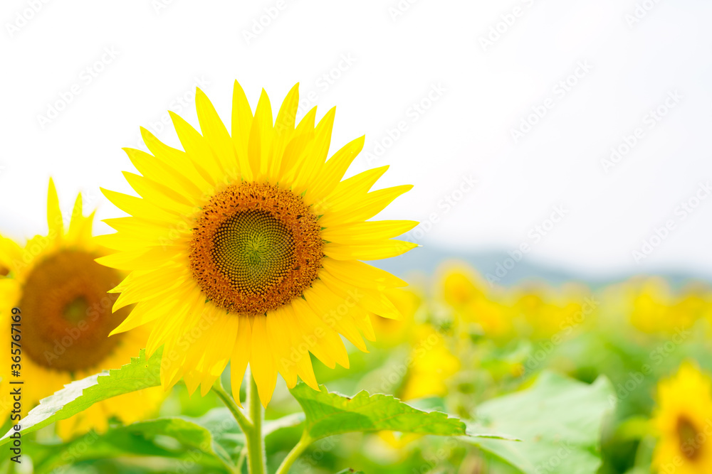 Fototapeta premium ひまわり畑 香川県まんのう町