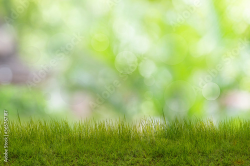 Grass with blurred background, green concept. 
