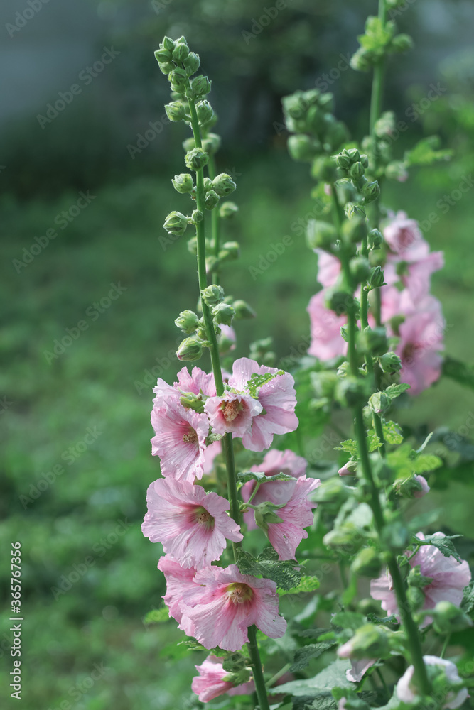 Bushes of pink mallows in full bloom Bushes of pink mallows in full bloom
