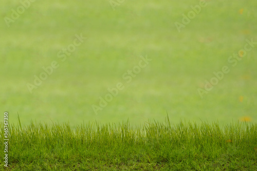 Grass with blurred background  green concept. 