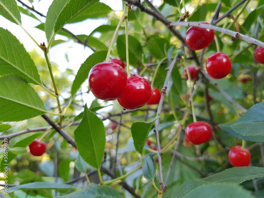 Red cherry growing on a branch in the garden