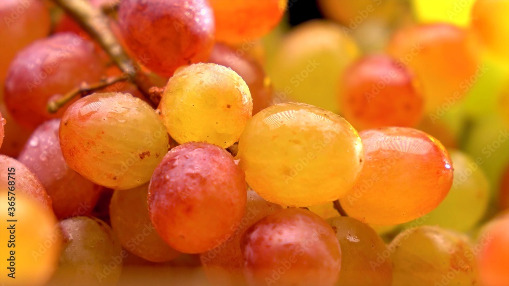 Close up of a bunch of red grapes Close up of a bunch of red grapes