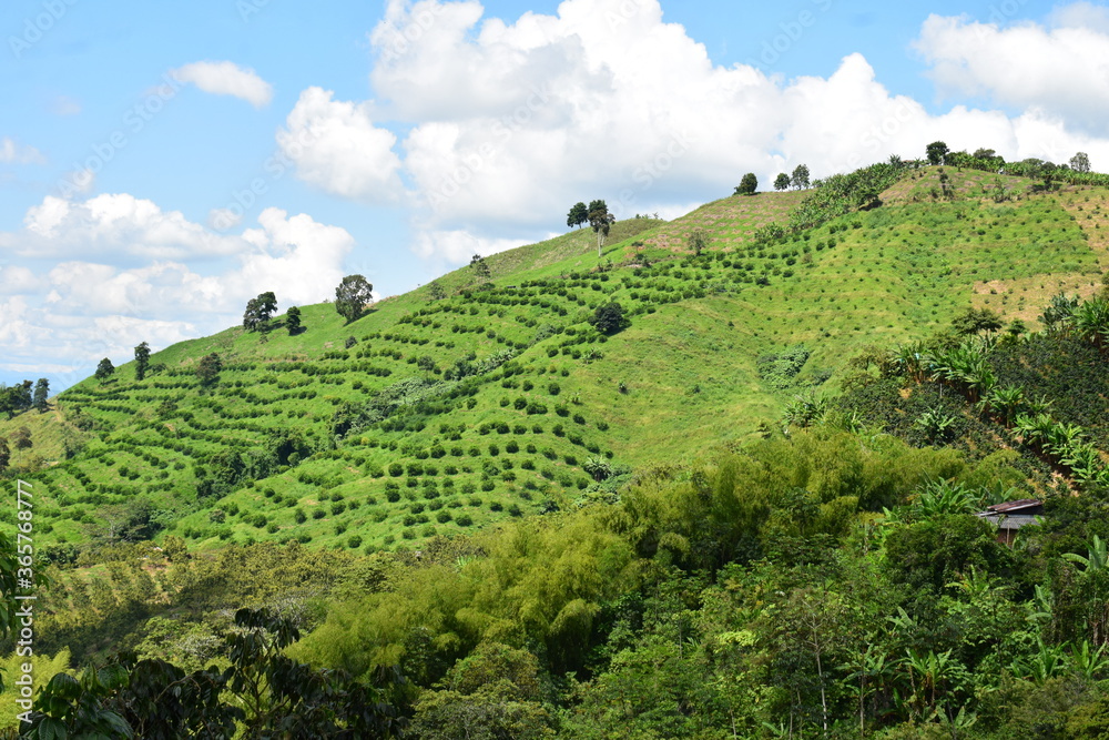 Landscape in the coffee axis Colombia