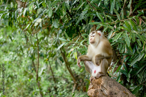 One monkey on the tree