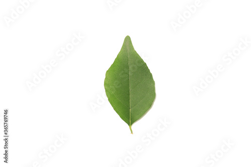 A green leaf on a white background