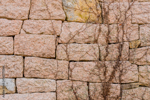 Vines growing on fortress wall photo