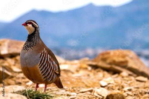 Canvas Print Red-legged partridge in the mountains standing on the background of rocks, stones and sky and looking at the camera