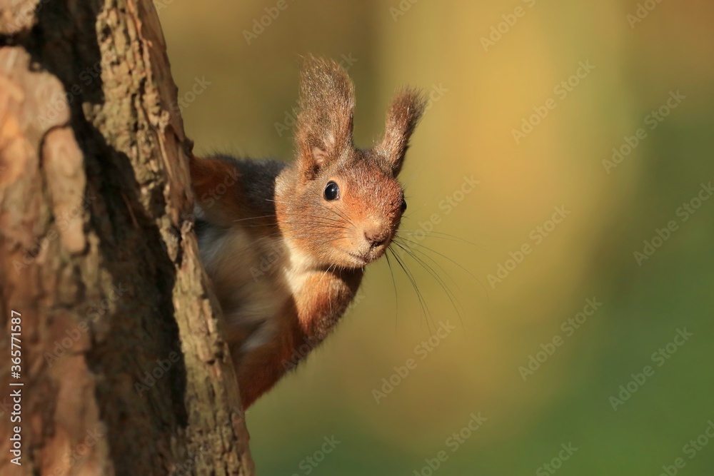 Red squirrel climbing an old tree and looking curiously straight into the camera. Wildlife in october forest. Sciurus vulgaris. Red squirrel climbing an old tree and looking curiously straight into the camera. Wildlife in october forest. Sciurus vulgaris.