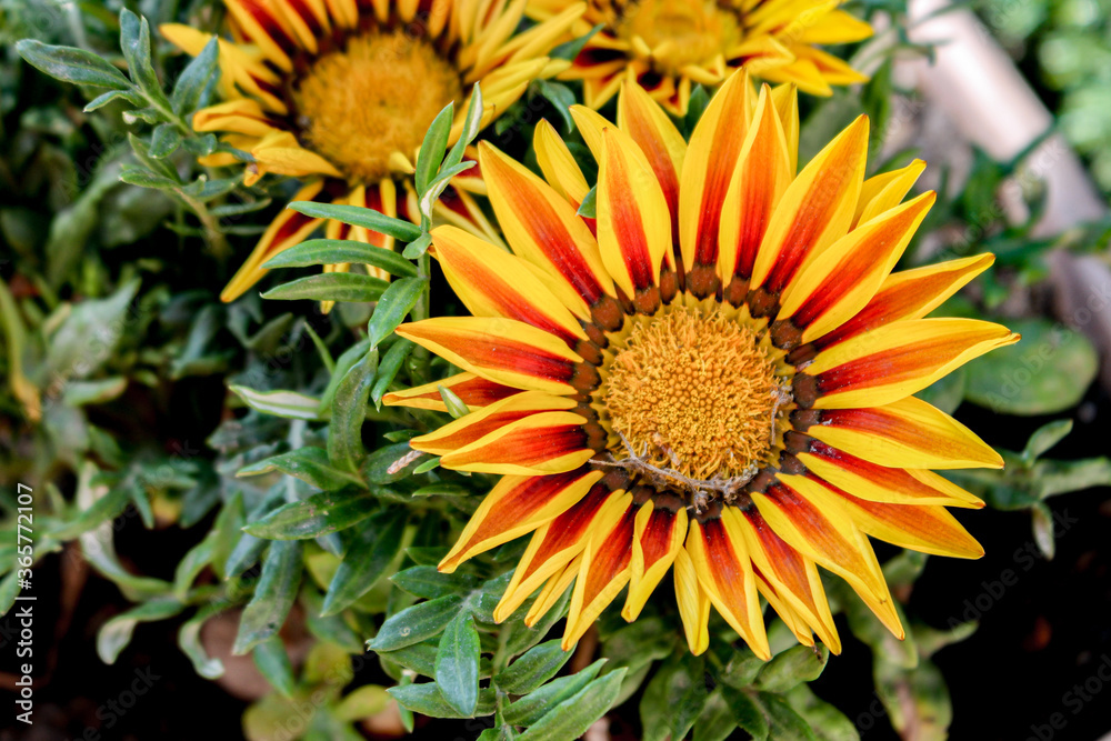 Vibrant sunflower plant with green leaves. Vibrant sunflower plant with green leaves.