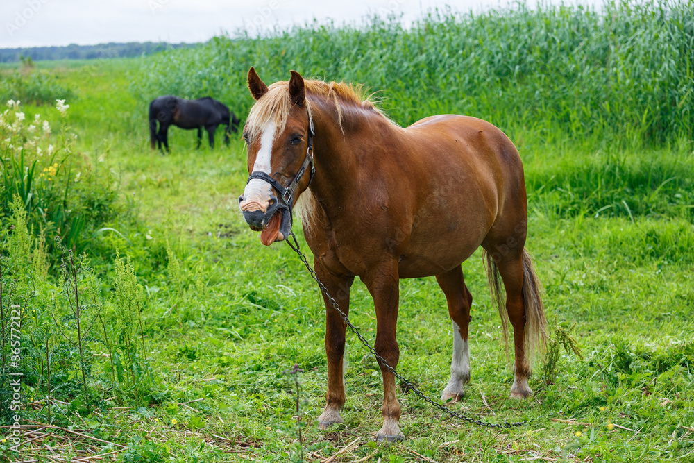 City Riga, Latvia. Brown horse and nature in air museum. City Riga, Latvia. Brown horse and nature in air museum.