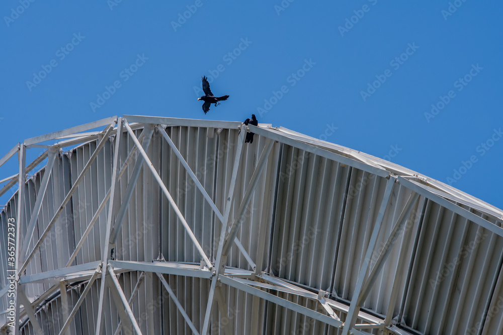Two crows on top of telescope dish Two crows on top of telescope dish