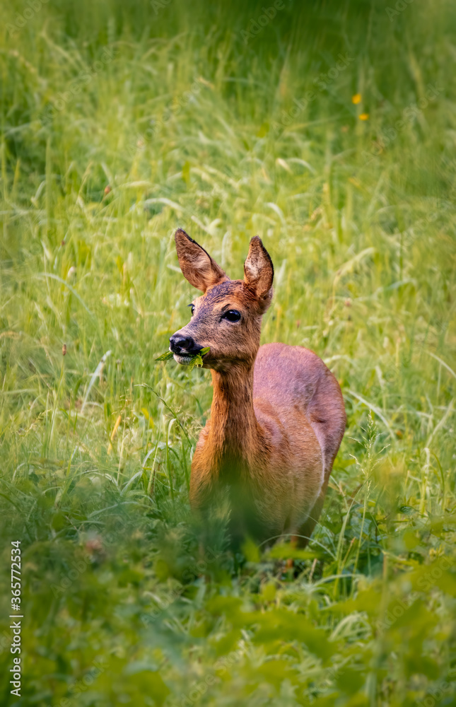Fototapeta premium Red deer in the grass. Deer in the forest. Deer in the woods