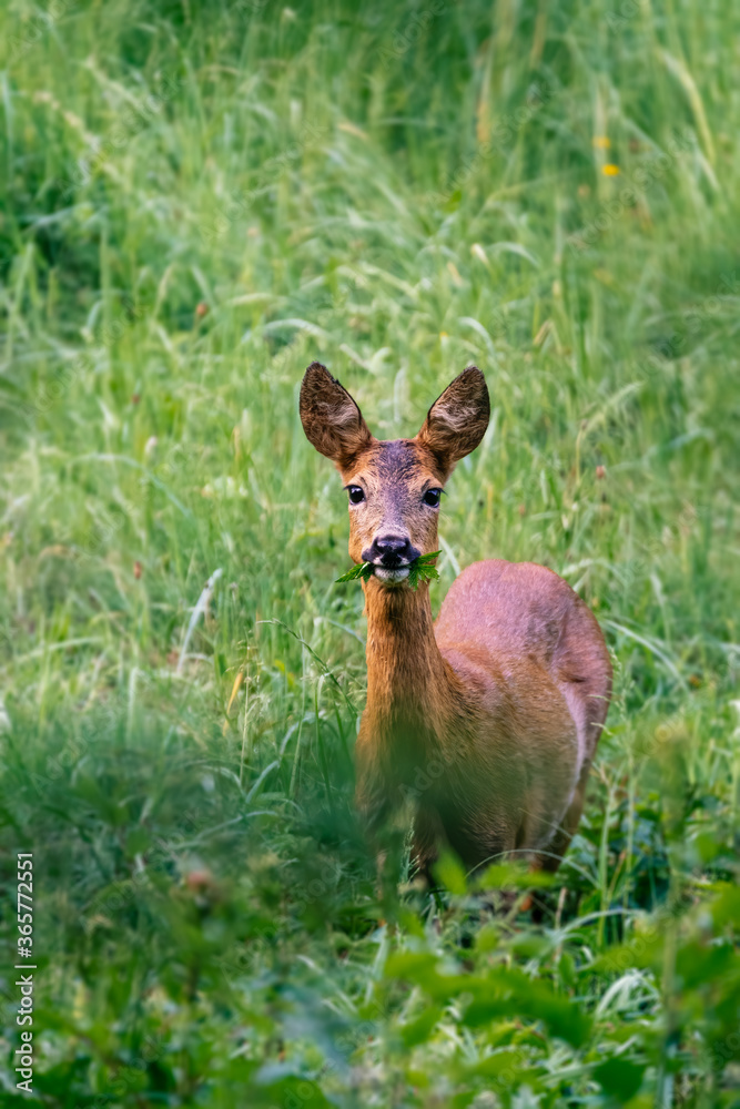 Red deer in the grass. Deer in the forest. Deer in the woods Red deer in the grass. Deer in the forest. Deer in the woods