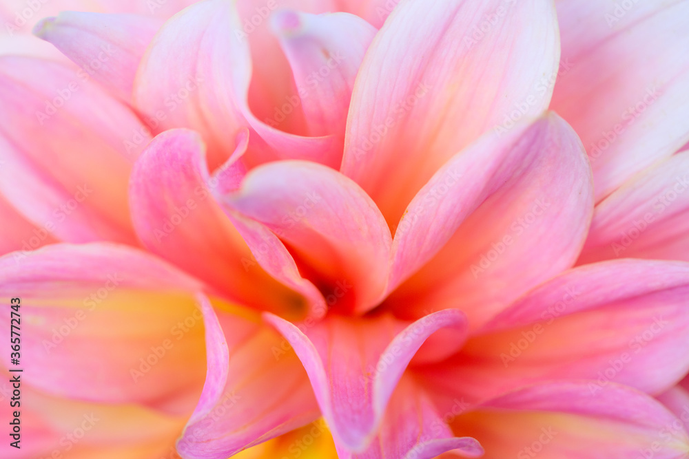 Fototapeta premium Dahlia flower