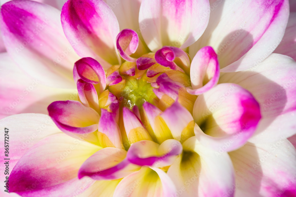 Dahlia flower Dahlia flower