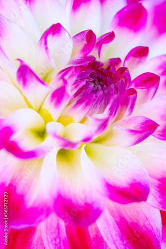 Fototapeta Naklejka Na Ścianę i Meble -  Dahlia flower