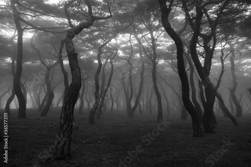 trees in the fog
