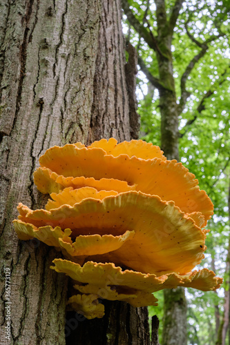 Old giant Sulphur Shelf