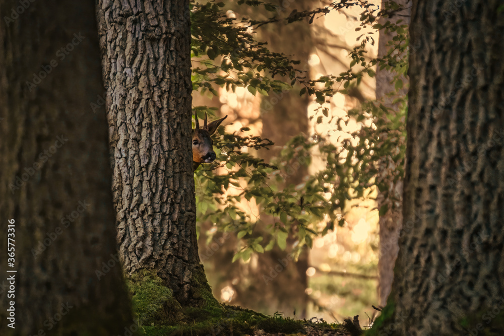 Squirrel on a tree. Squirrel in the forest Squirrel on a tree. Squirrel in the forest