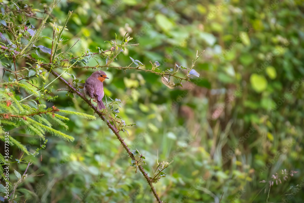 Fototapeta premium Bird on a wooden fence