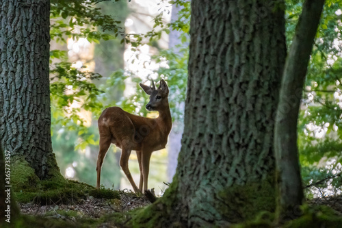 Red deer in the grass. Deer in the forest. Deer in the woods © mariusgabi