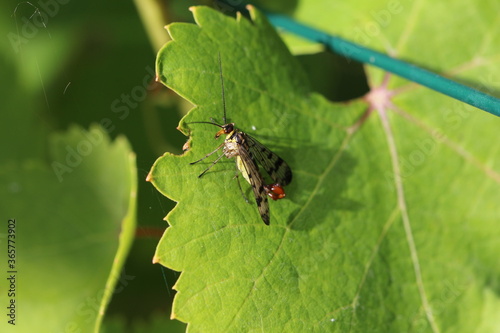  Männchen - Skorpionfliege - Panorpa communis 