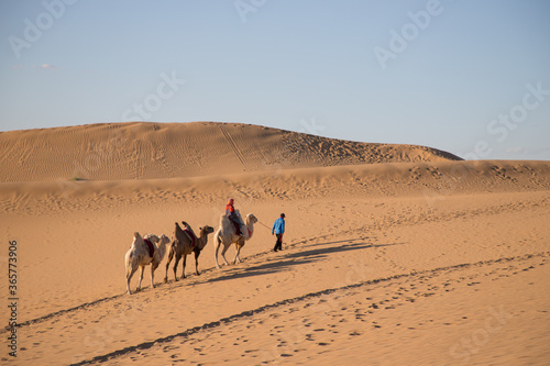 visitors riding camels in XiangshaWan, or Singing sand Bay, in hobq or kubuqi desert, Inner Mongolia, China