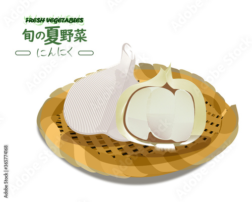 garlic  vector illustration