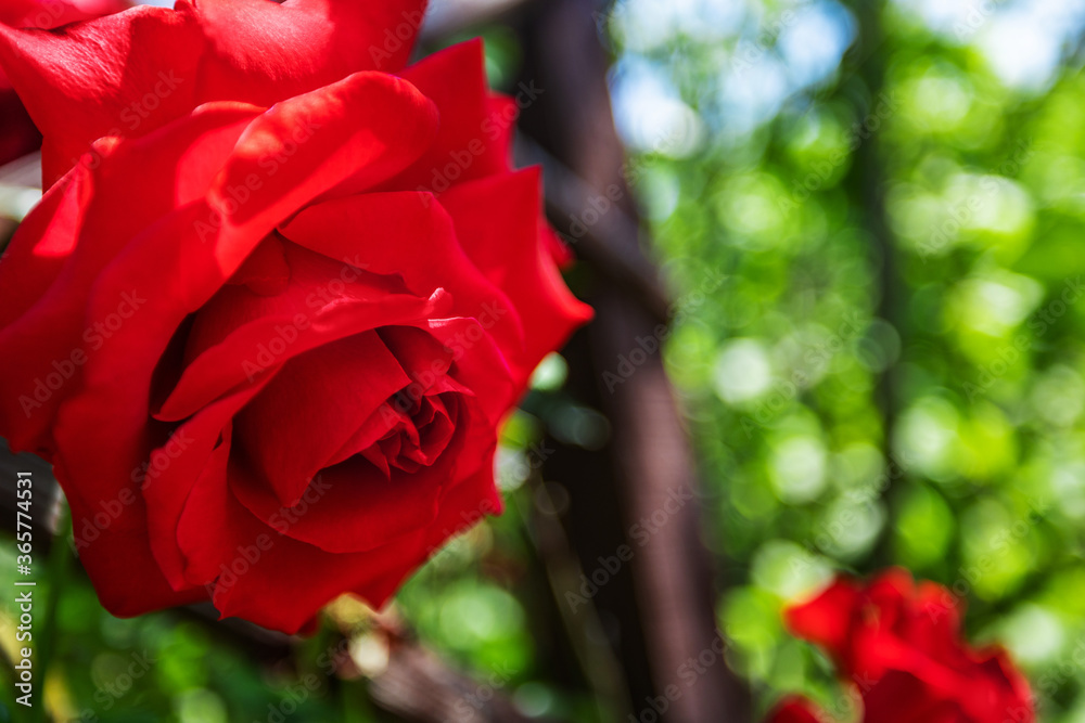 A large red rose grows on a bush, among light green leaves, a beautiful background. Nature outdoors macro summer photo