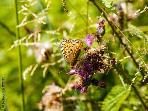 (Fabriciana adippe) Papillon le Moyen nacré posé et butinant sur des fleurs de chardons en Forêt-Noire