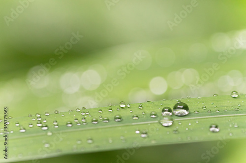 草の葉についた雨上がりの水滴